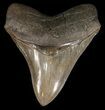 Serrated, Megalodon Tooth - South Carolina #47616-1